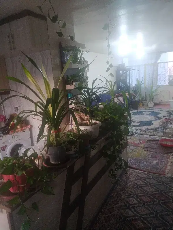 همخونه