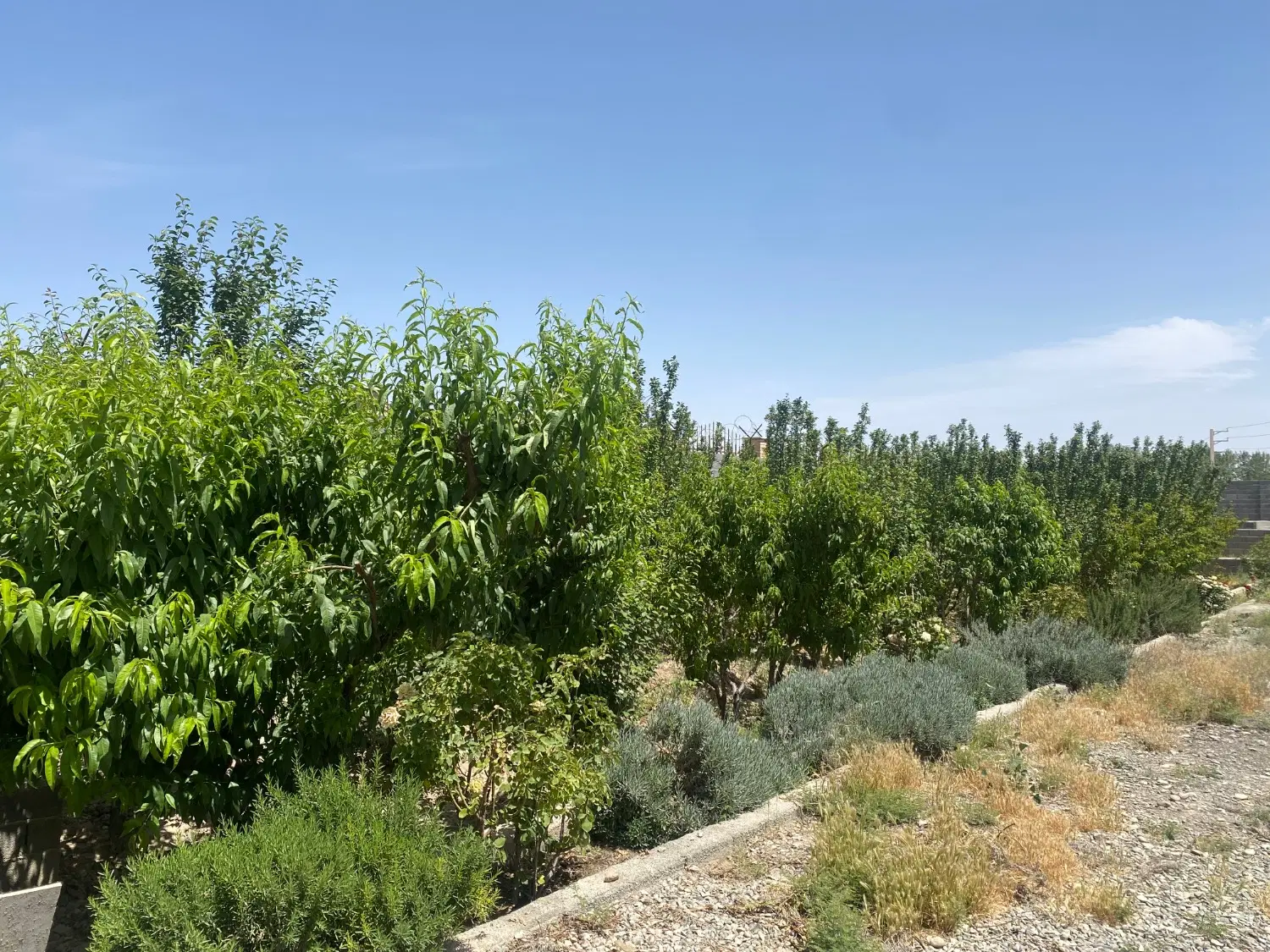 ۵۰۰ زمین صنعتی مناسب سوله