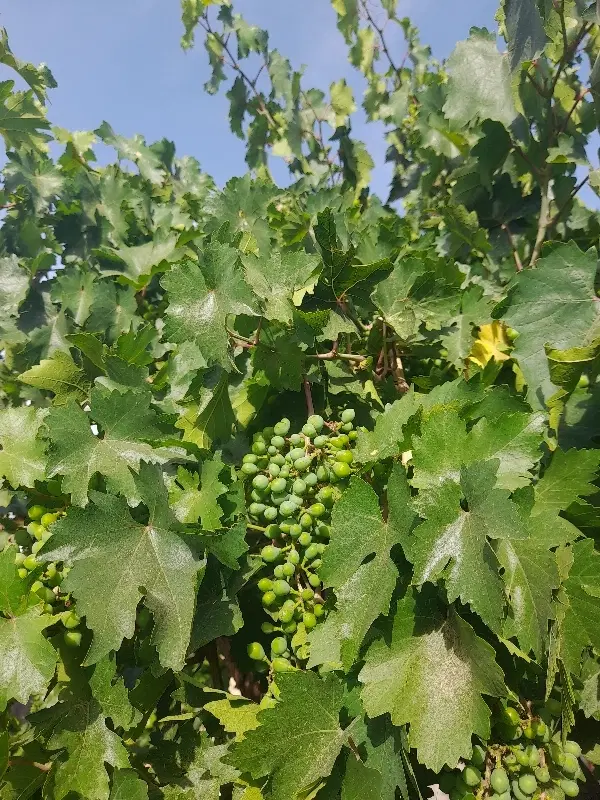 فروش باغ انگوری