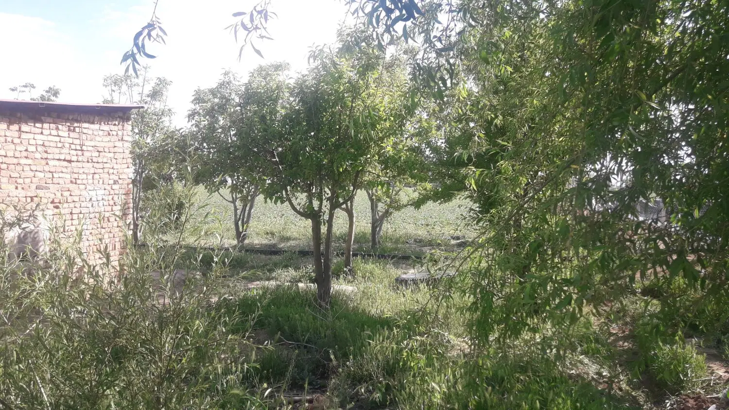 فروش باغ پسته