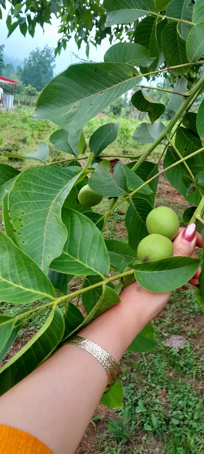 زمینی به متراژ(۷۳۰)متر