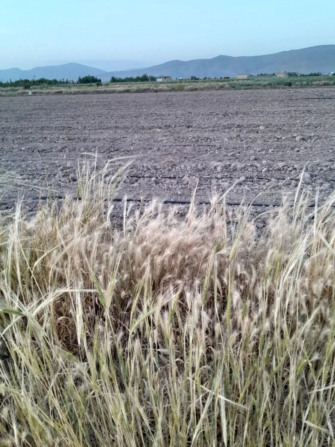 فروش زمین برای باغ