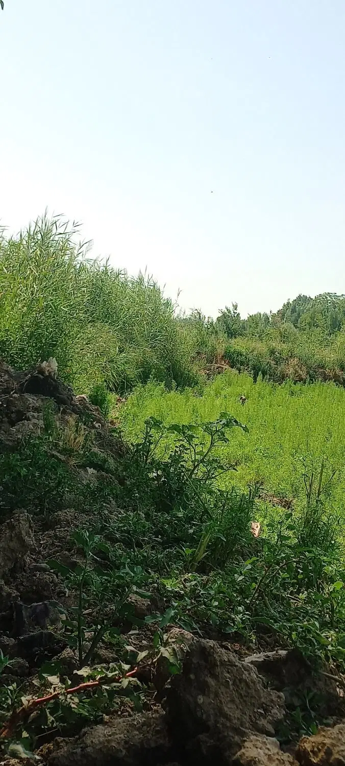 زمین کشاورزی ابی برای کشت لازم دارم