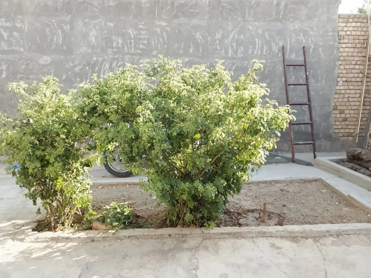 خانه مهدیه