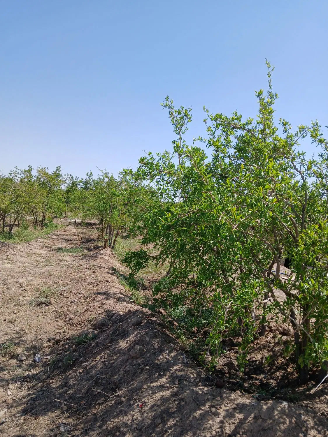 3 هکتار باغ و زمین خالی