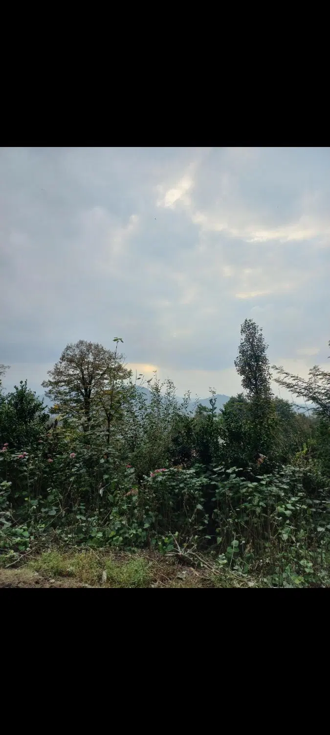 زمین مسکونی