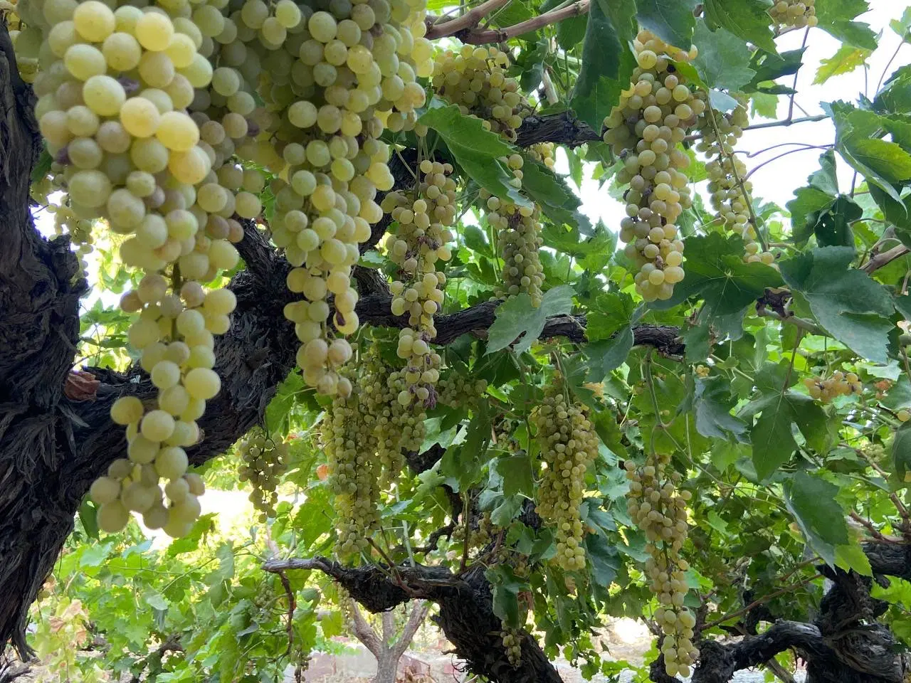باغچه(باغ ویلا)۲۱۶ متری
