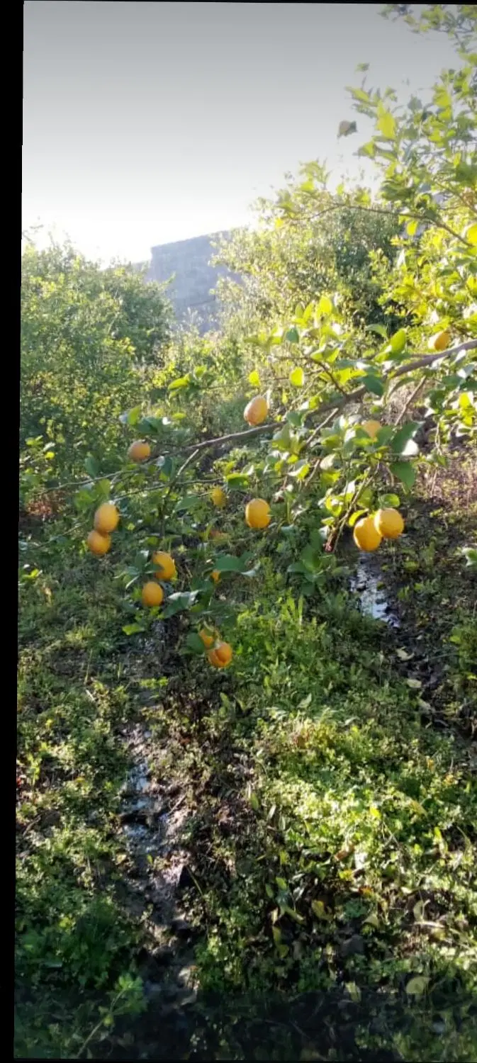 باغچه بادرختان بزرگ بار ده