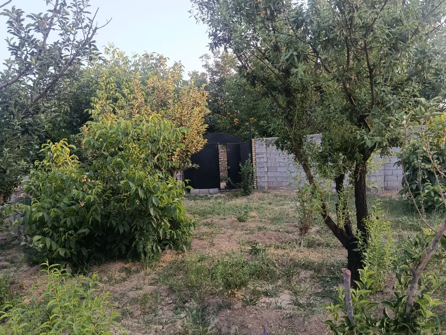 باغ میوه یکانه