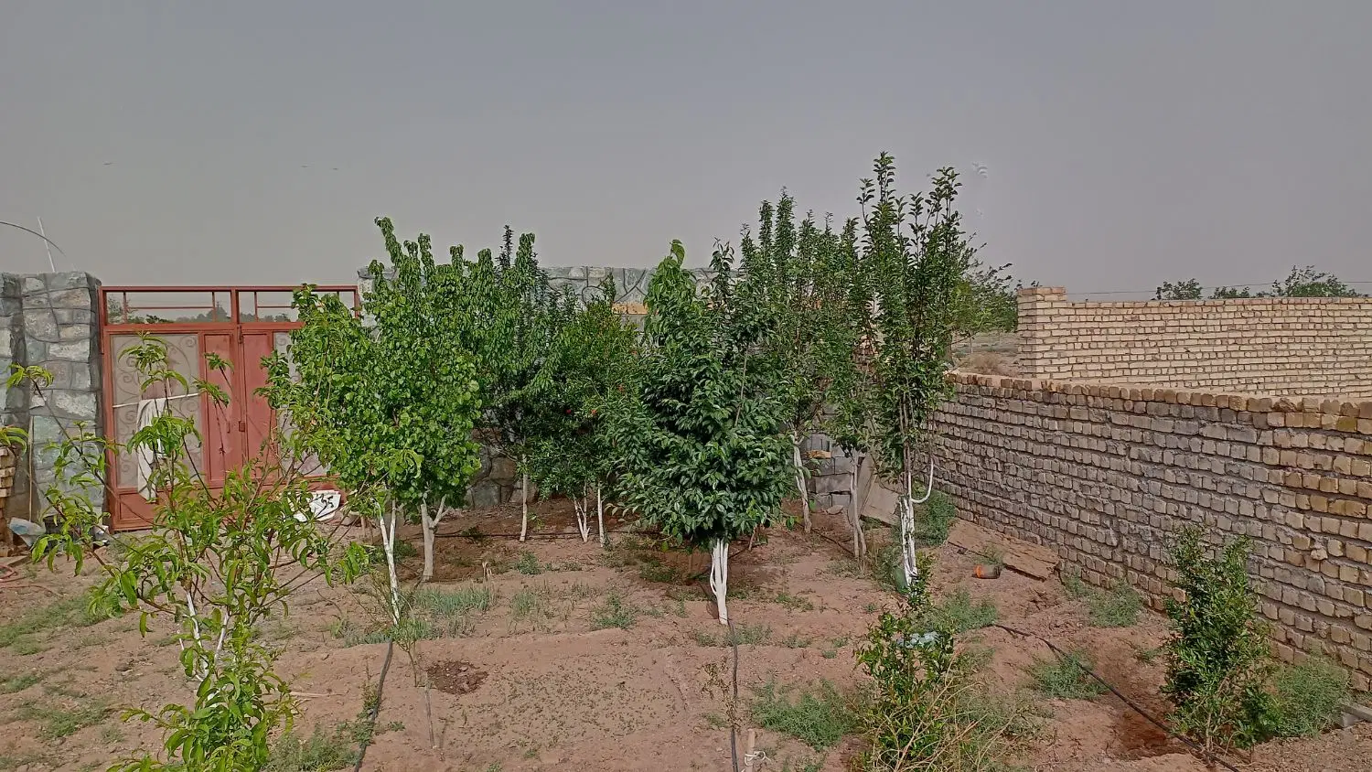 زمین کلنگی