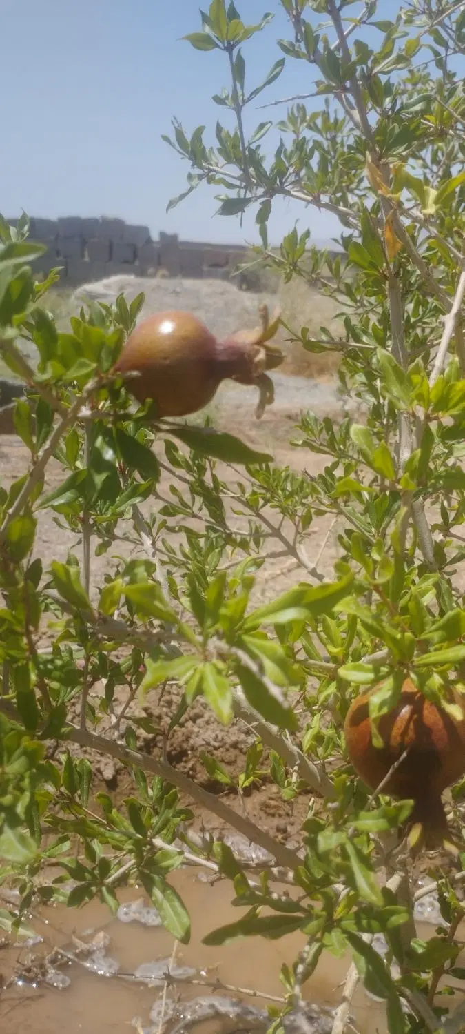 باغچه