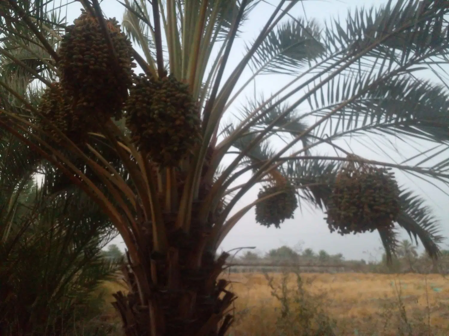 اجاره گلخانه