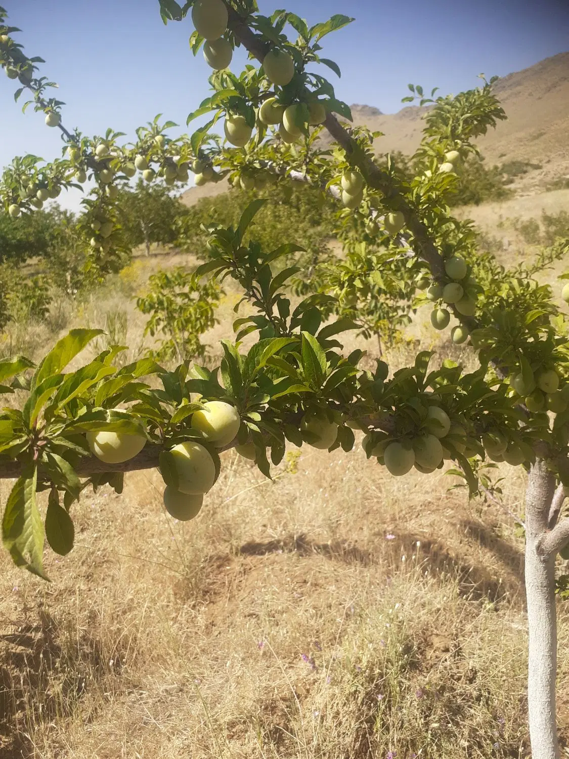 باغ جوان  روستای نور اباد