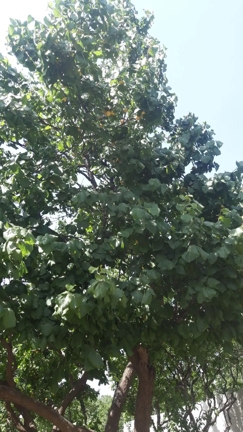 باغچه کردزار سند تکبرگ