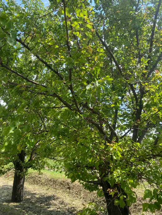 فروش باغ و باغچه جاده سلماس