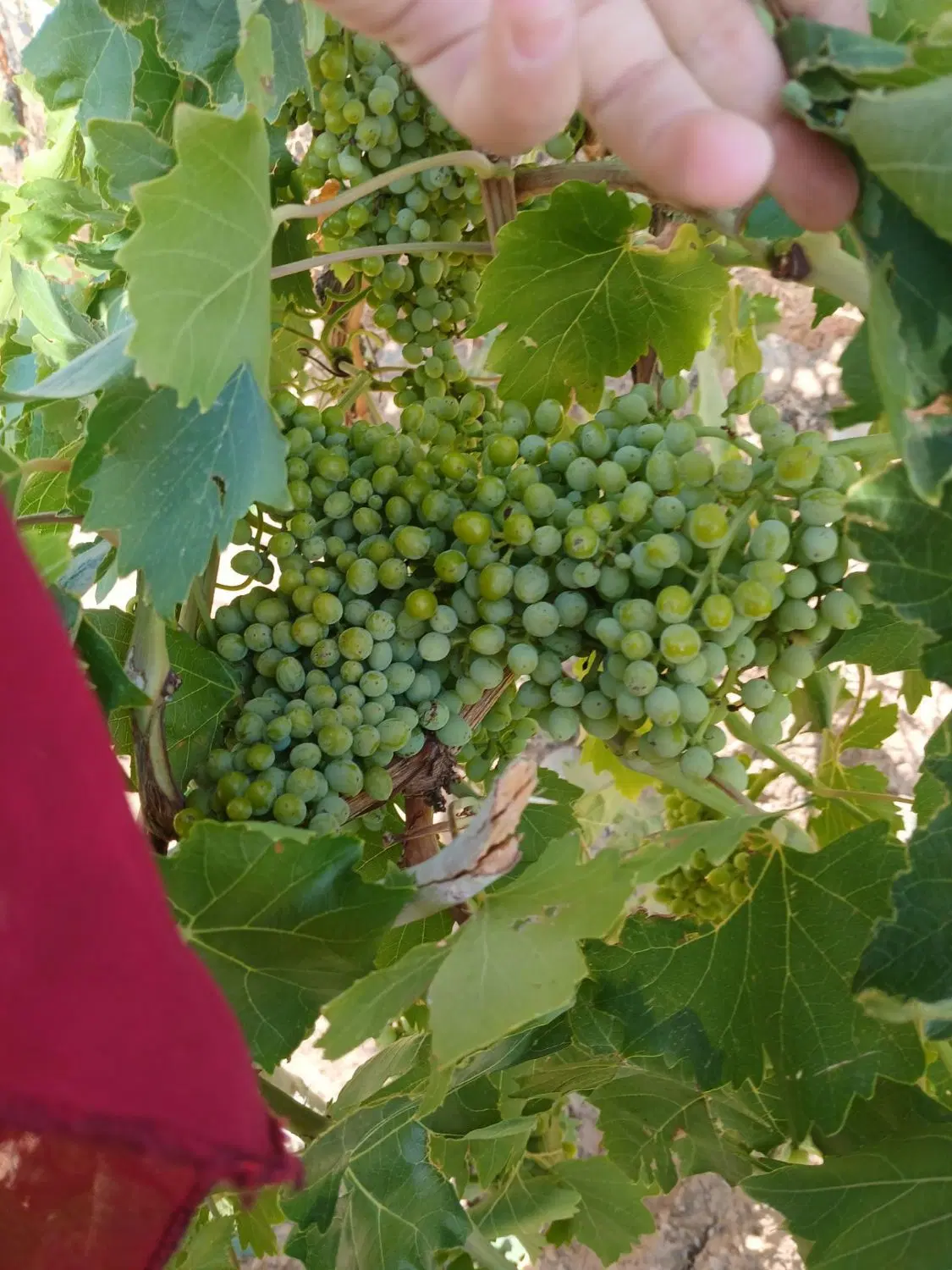 با غ در  خواجه مرجان