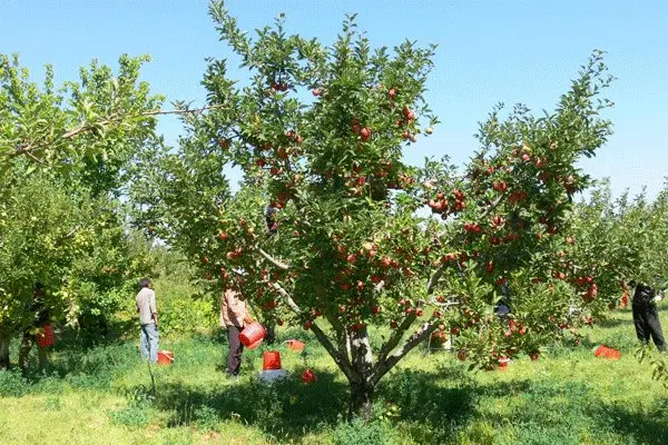 زمین شمال