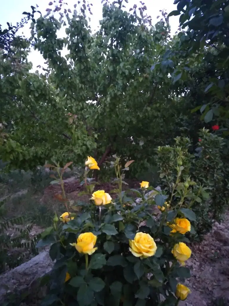 باغچه ۵۰۰ متری  کردان دامنه البرز