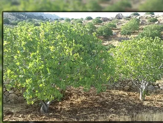 فروش باغ انجیر