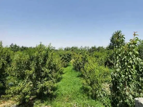 باغ ۱۴۴۴ متری_ نهال دو ساله _دفترچه دار