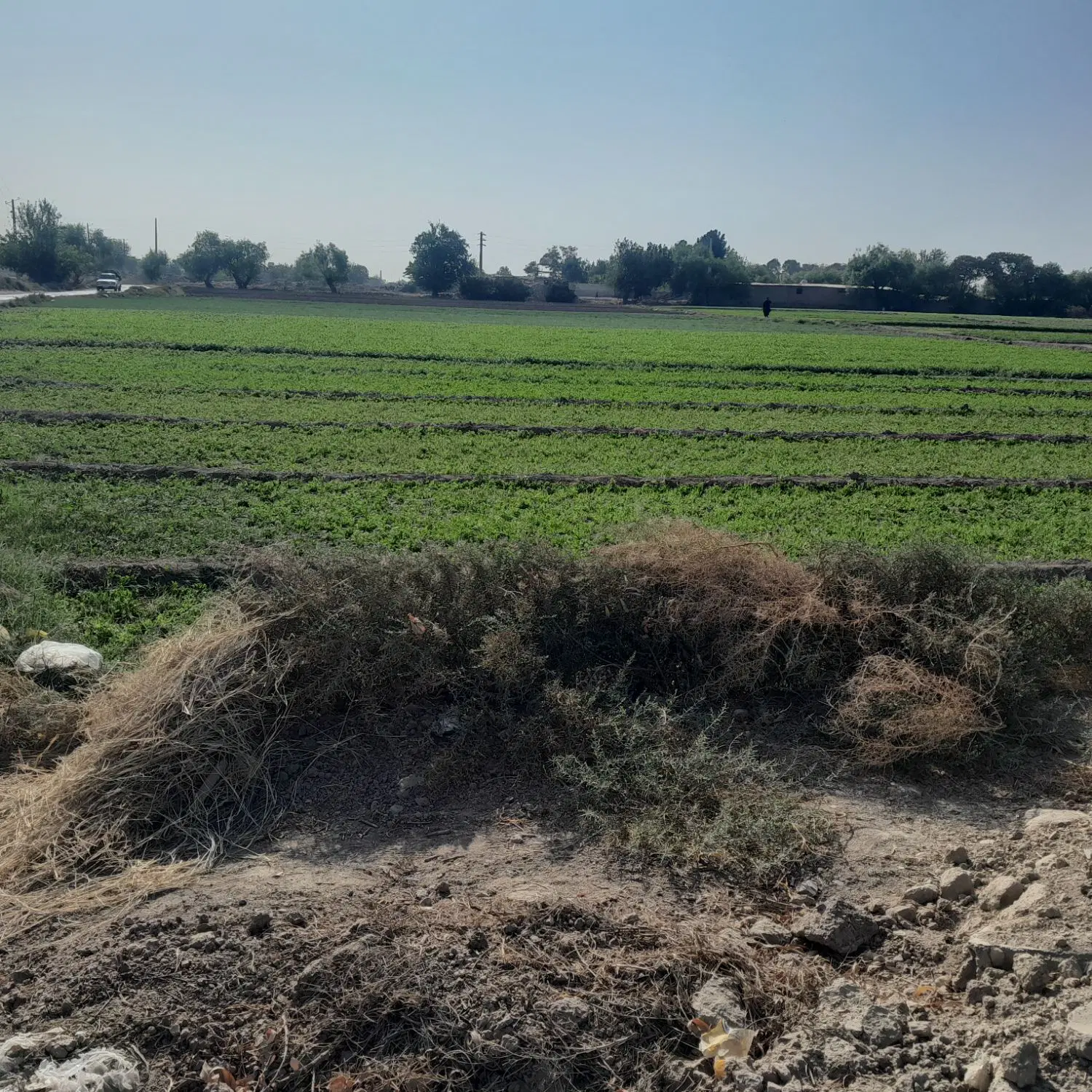 8500 متر زمین زراعی مناسب گلخانه و سرمایه گذاری