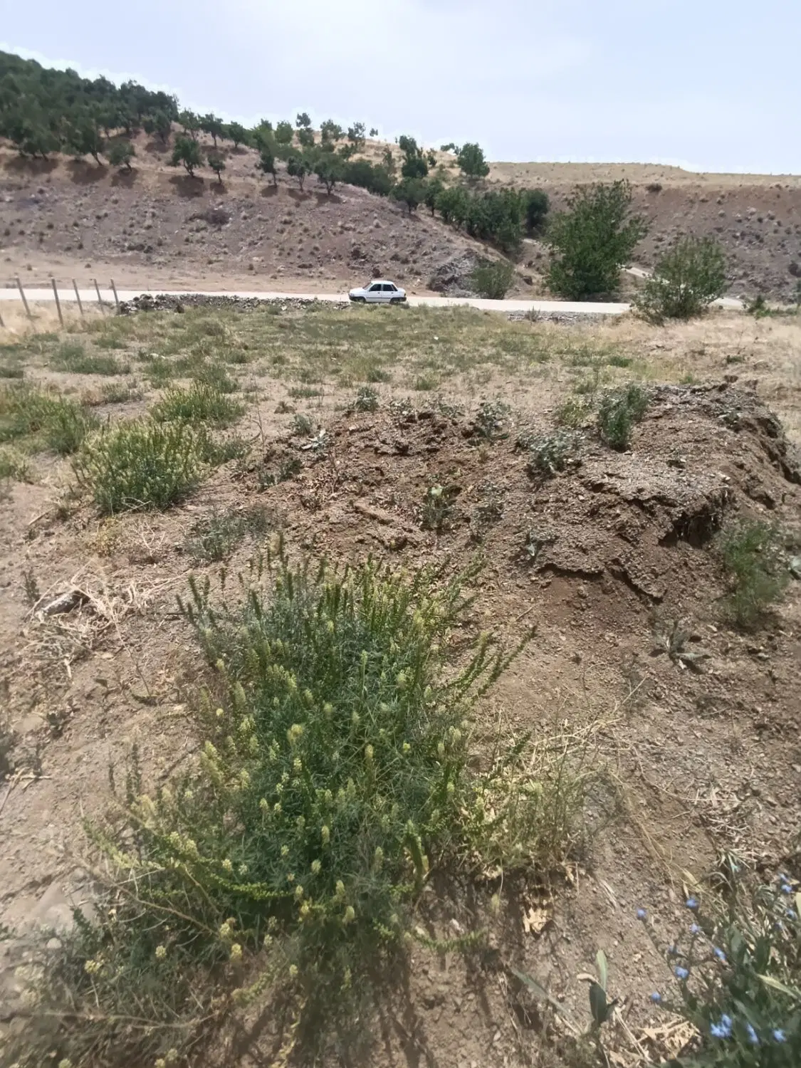 زمین نقلی