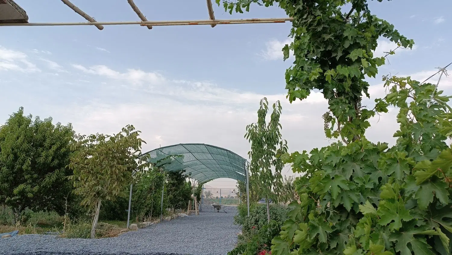 باغ درختان میوه