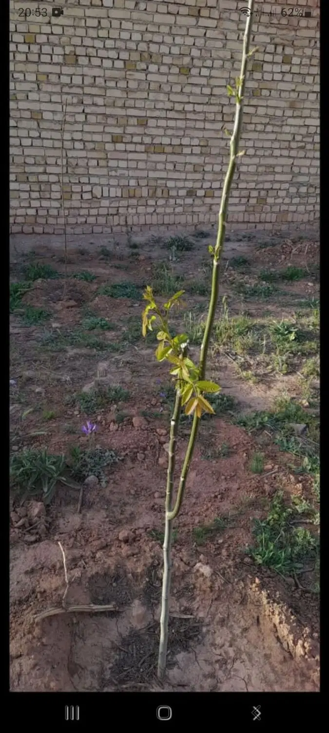 ۷۲۰ متر زمین شهرک دنج روستای ایزی