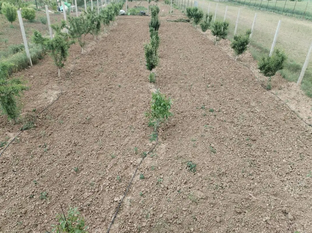 باغ واقعه در روستای گازرسنگ