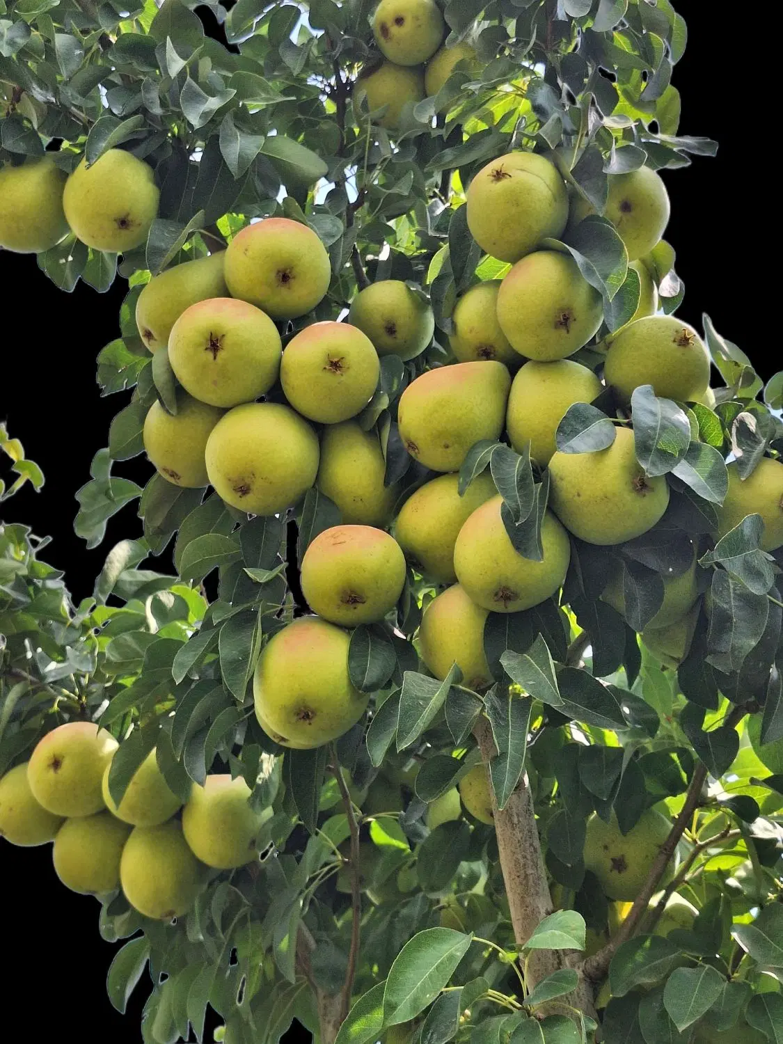 باغ و ویلا مثمر