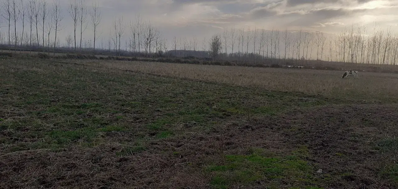 زمین کشاورزی درجیره سرخمام