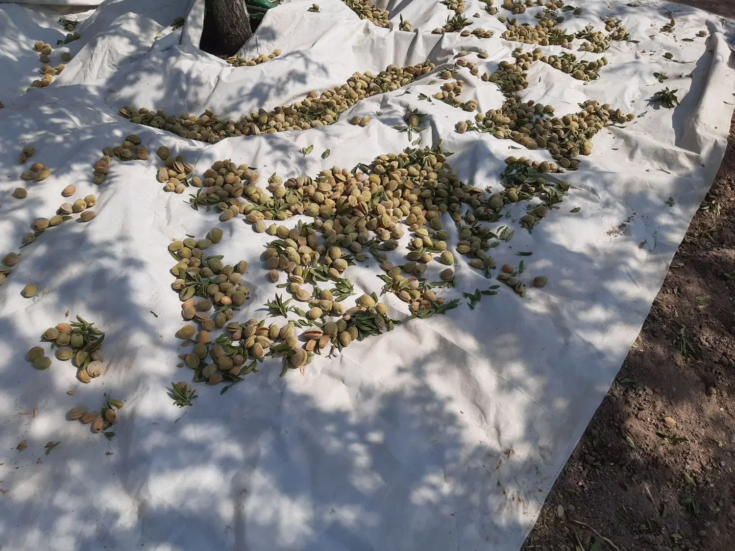 باغ ویلا