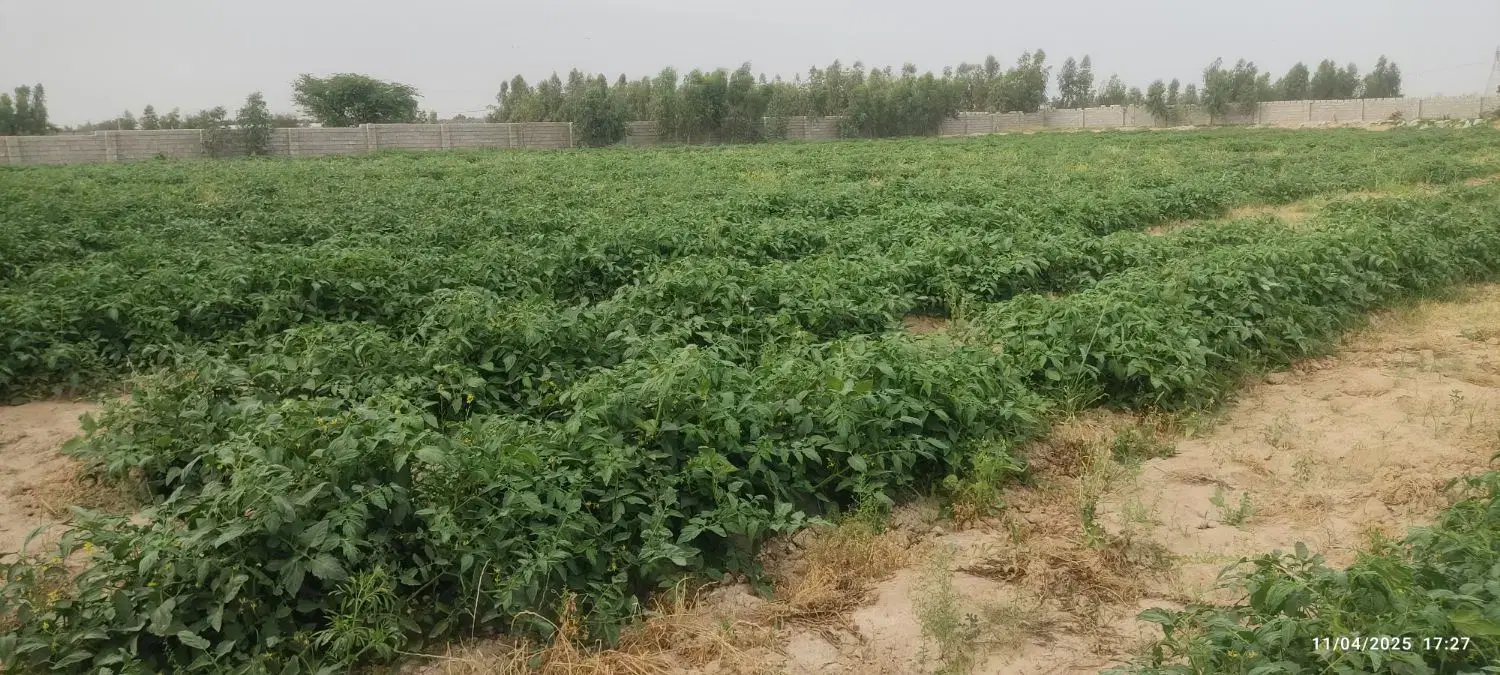 زمین گلخانه آماده احداث و باغ