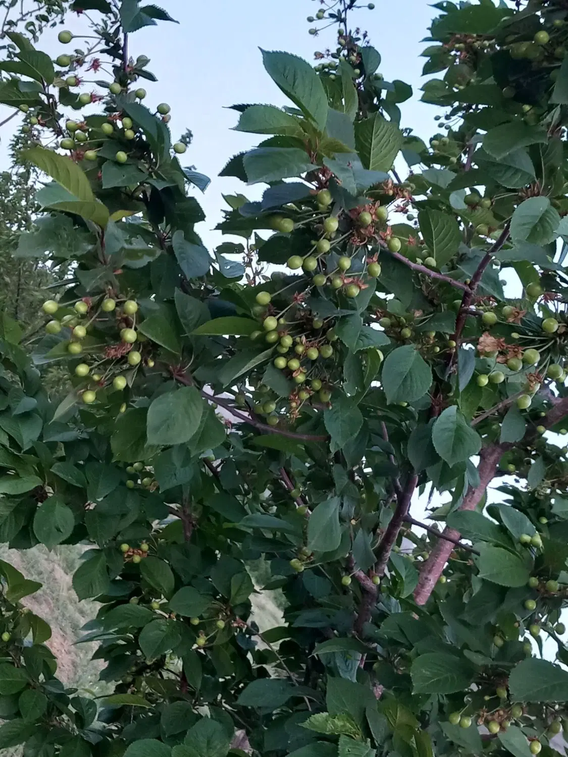 زمین ۴هزارمتری..