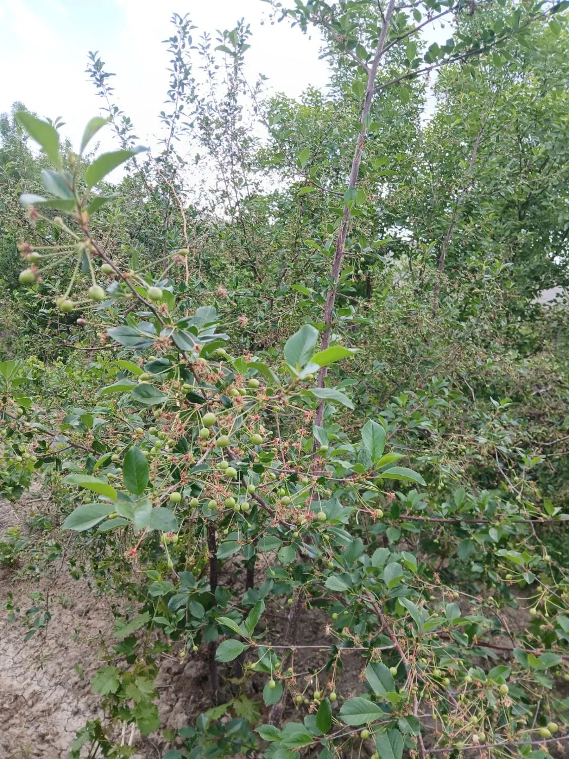 باغ انگور و میوه روستای هزاوه