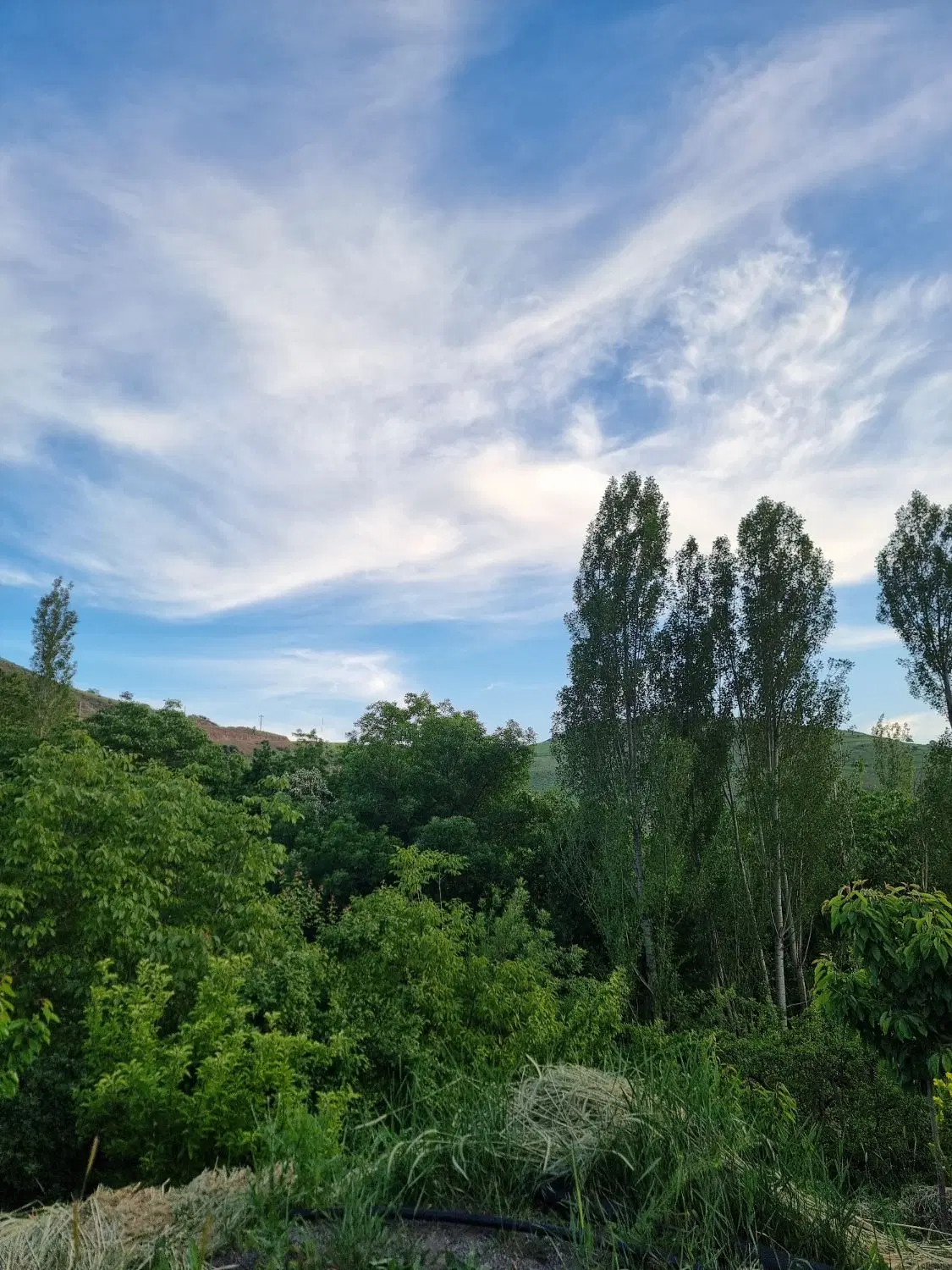باغ گیلاس الموت قزوین