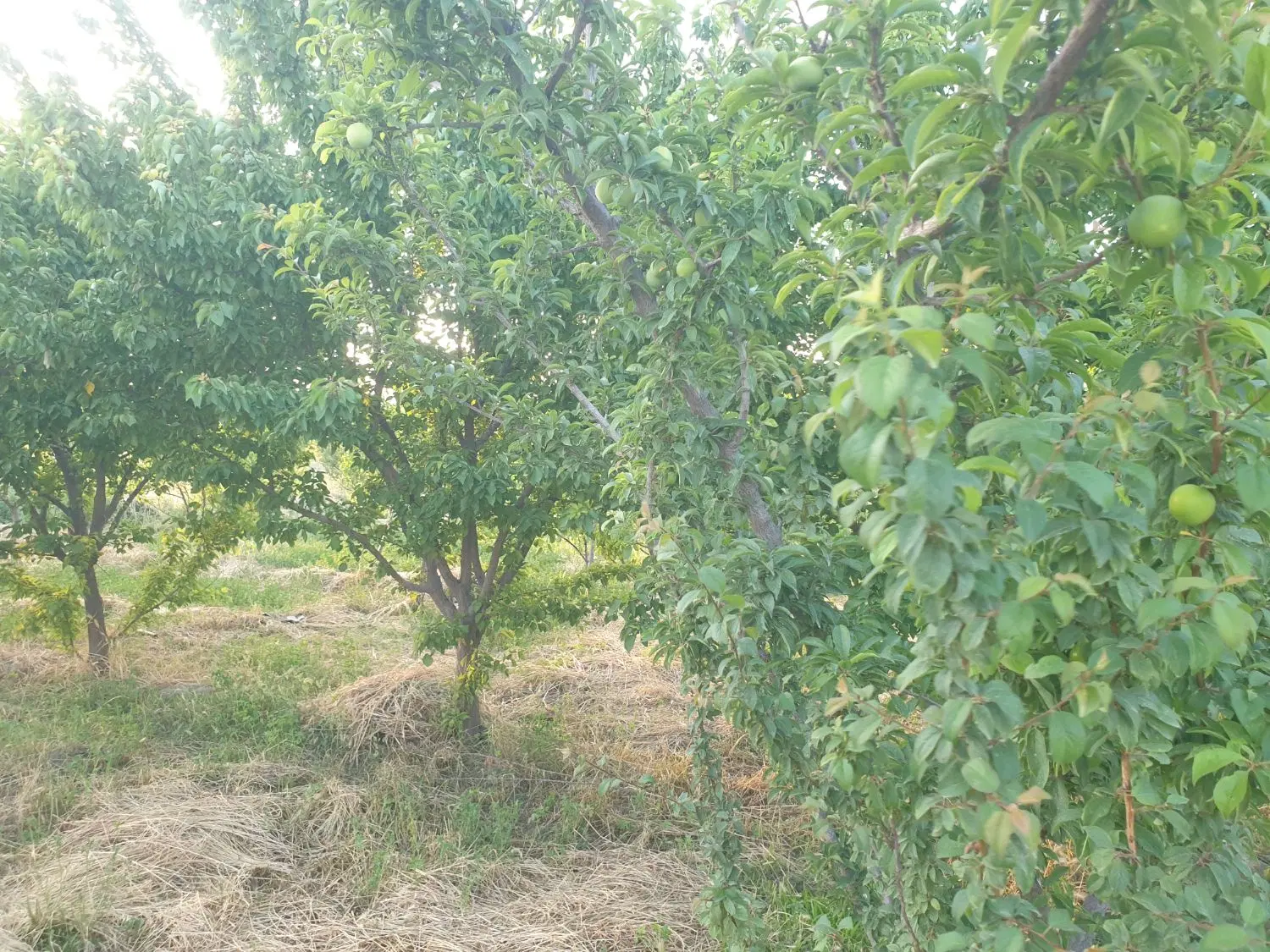 فروش باغچه