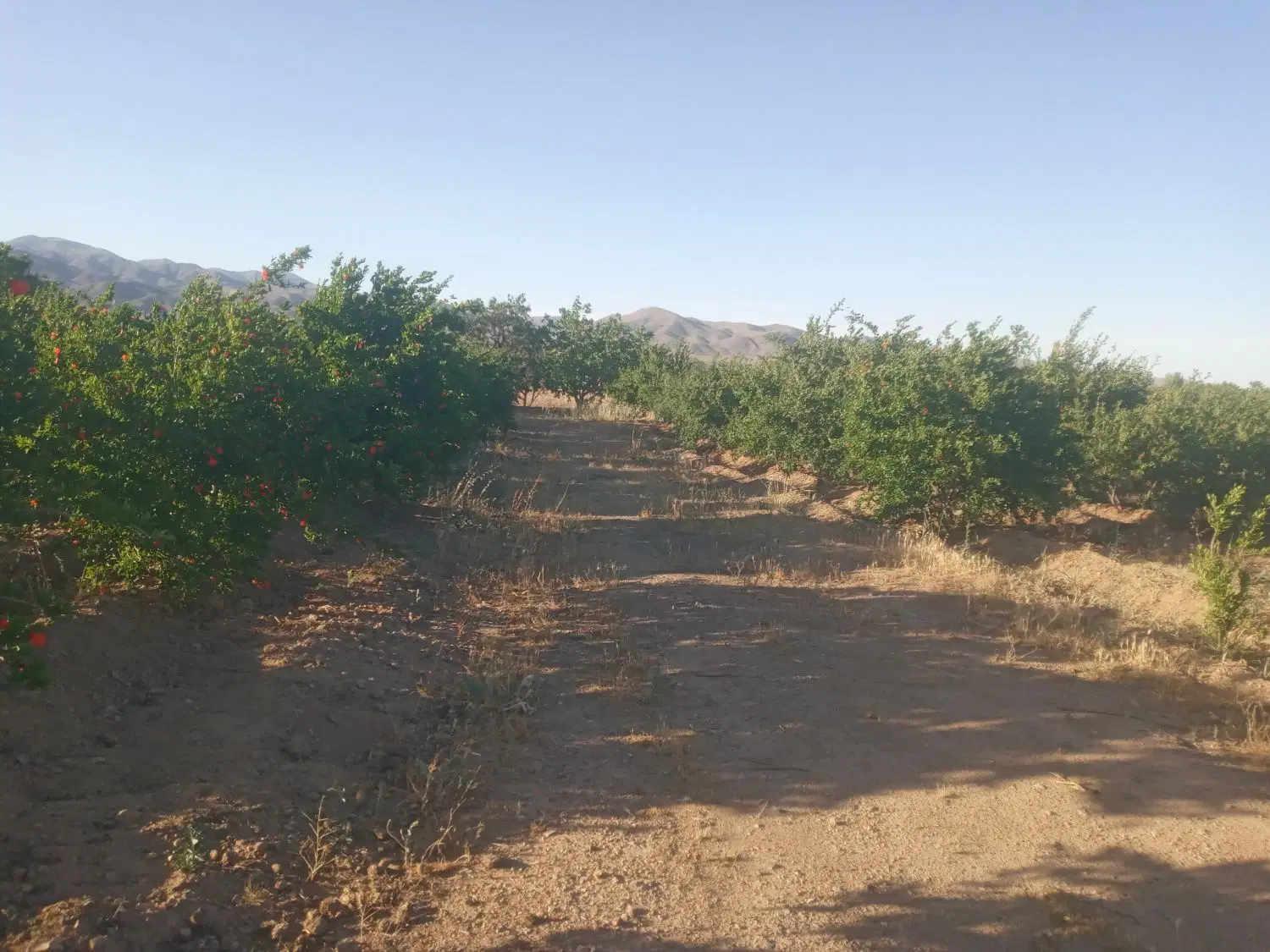 باغ و زمین خالی