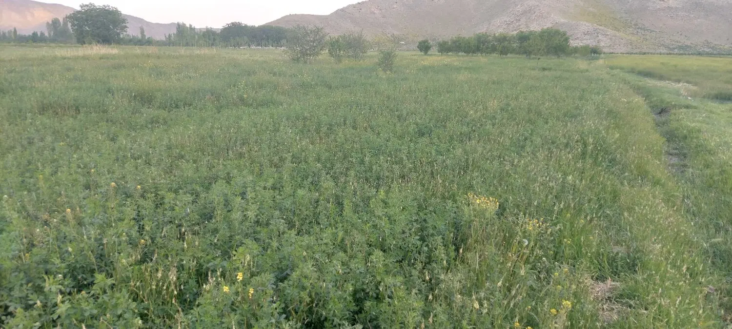 فروش چند قطعه باغ و زمین مزروعی روستای قرخ یاشار