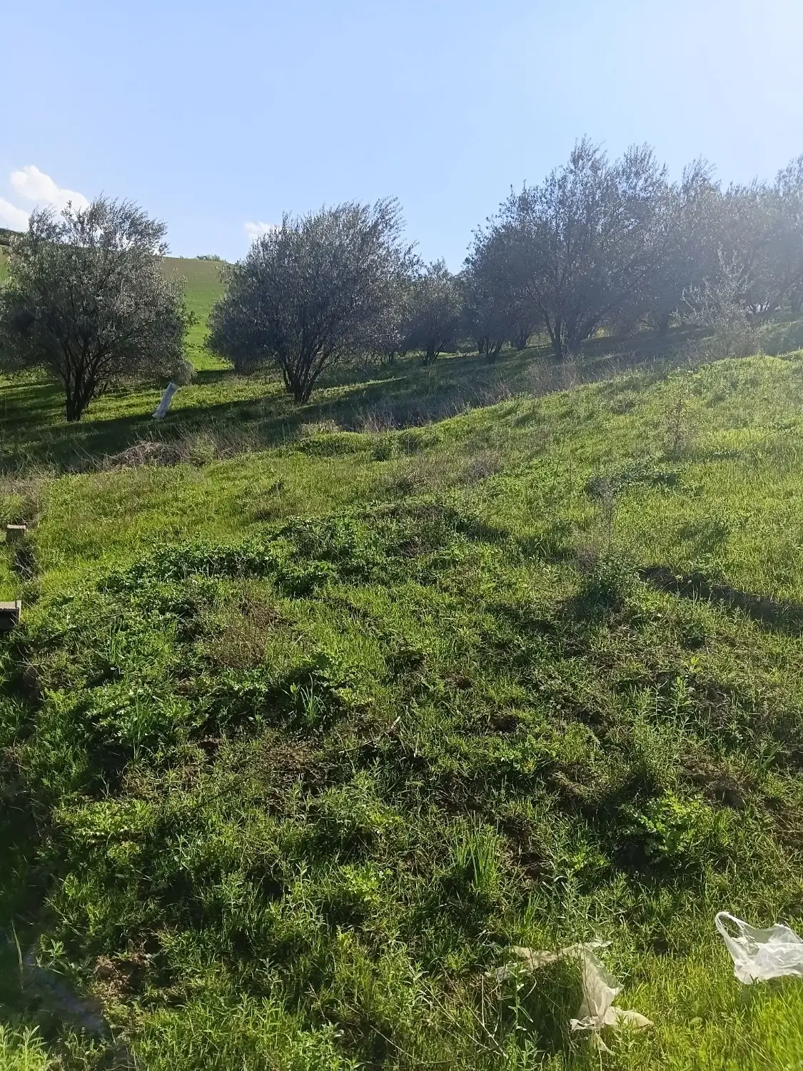 زمین فروشی ۲۲۰متر