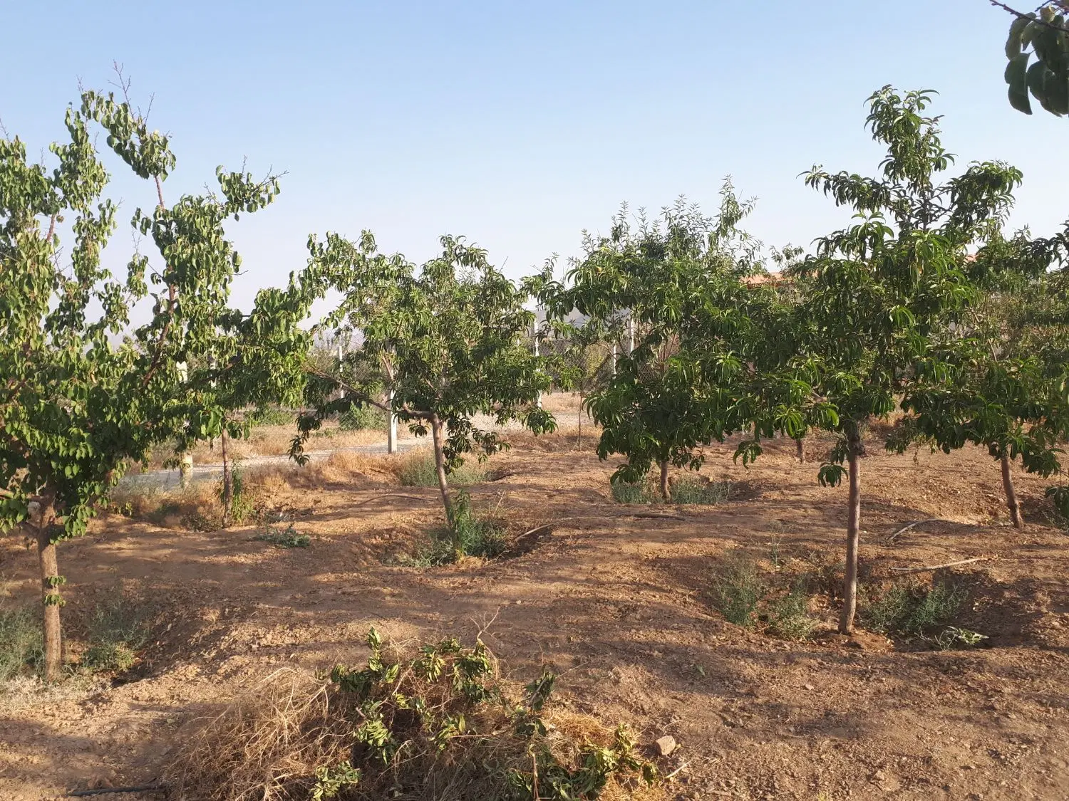 ویلا.باغ.مرزیجران