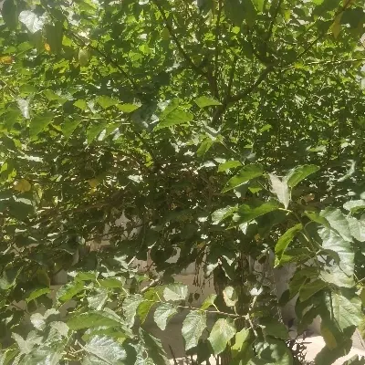 امتیاز گل نرگس
