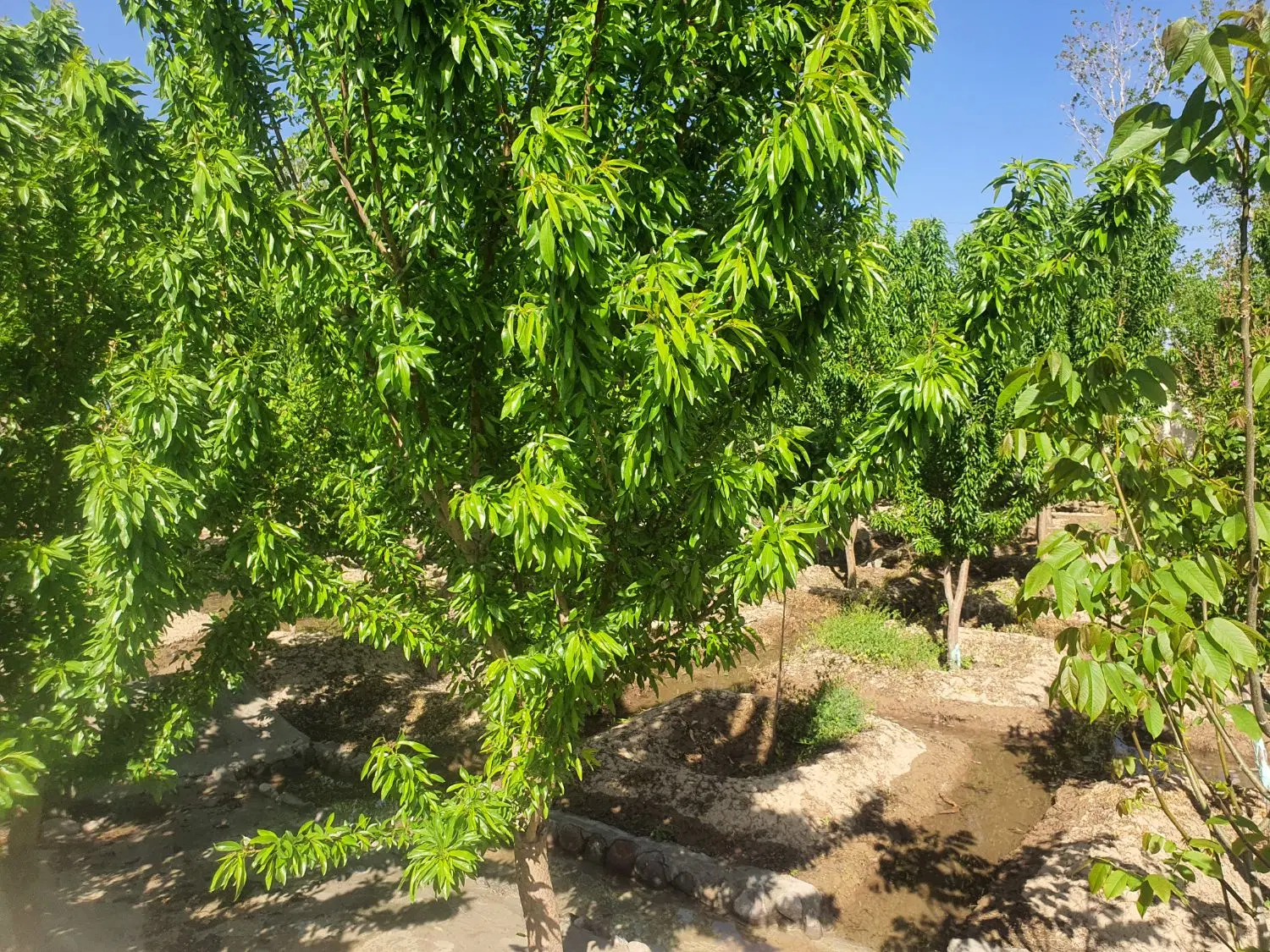 زمین ویلایی در فاز ۵ سهند