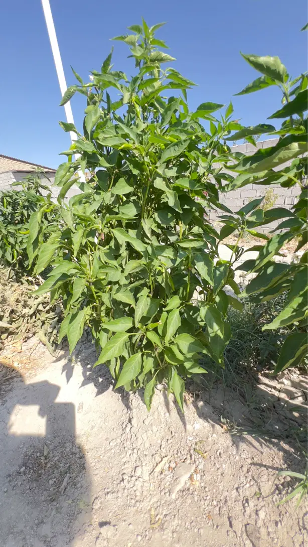 باغچه ۴۰۰ متری سنددار با درختان میوه