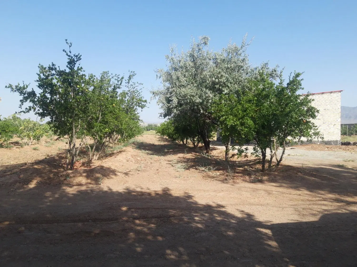 باغ پسته