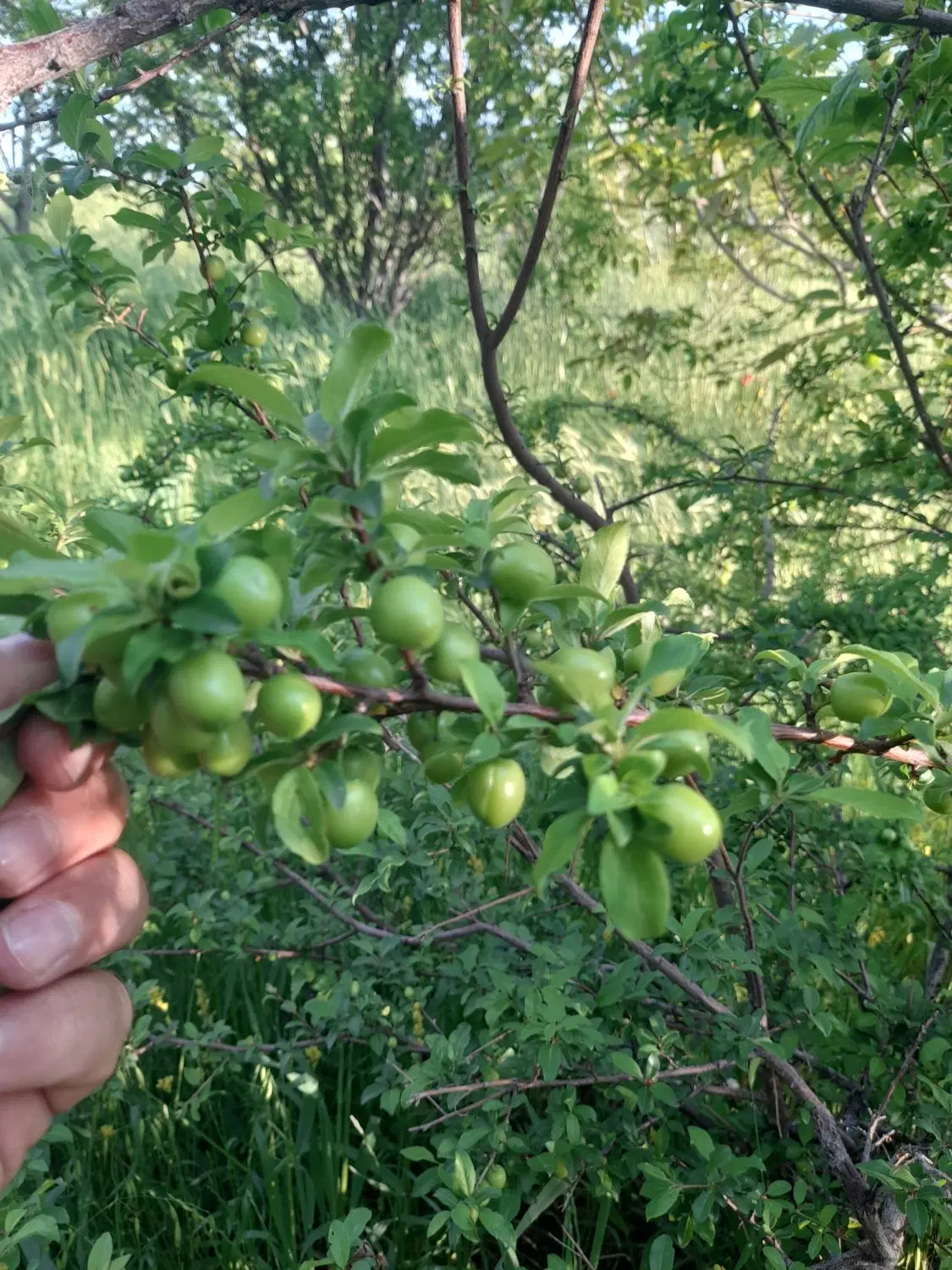 باغ ۱۲ ساله با سهمیه چاه عمیق تک برگ سند