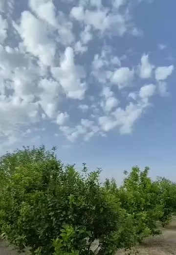 باغ تمیز ارزون کف قیمت