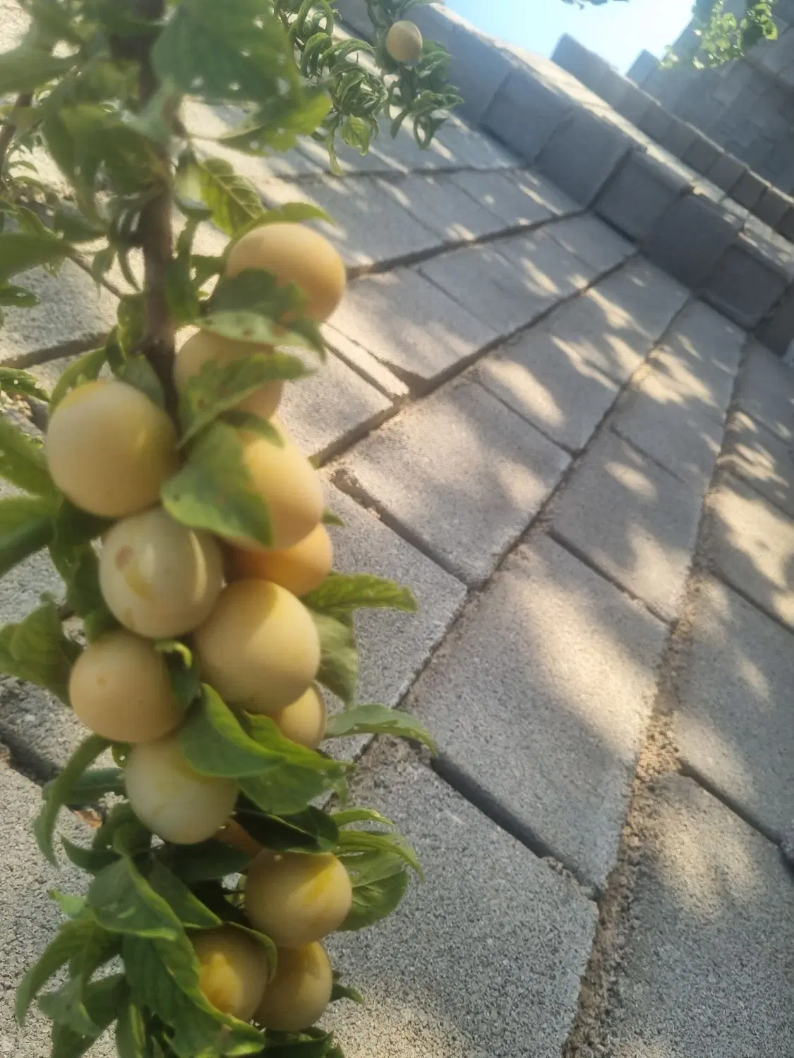 فروش باغ شهری