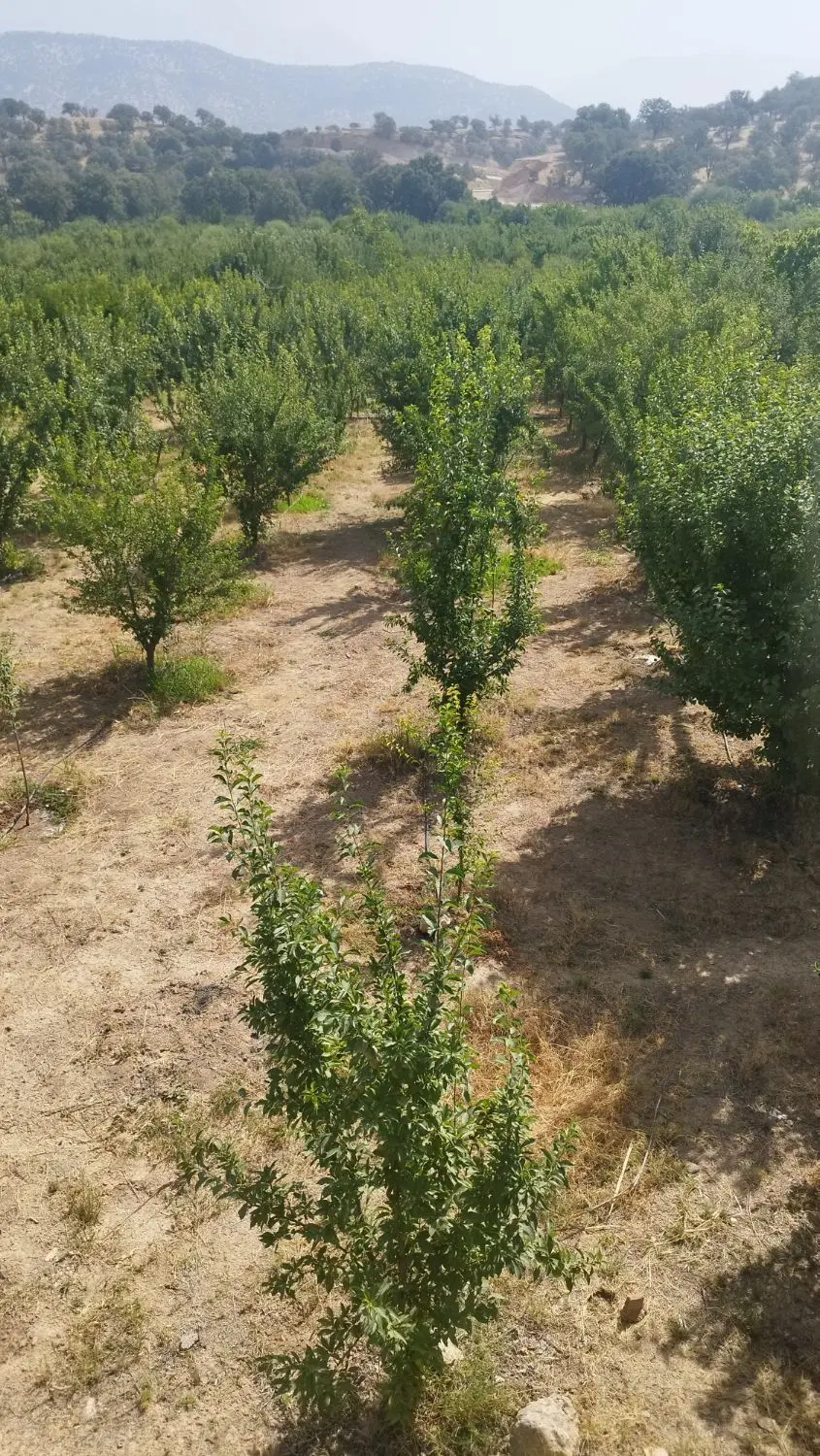 فروش باغ  ثمری