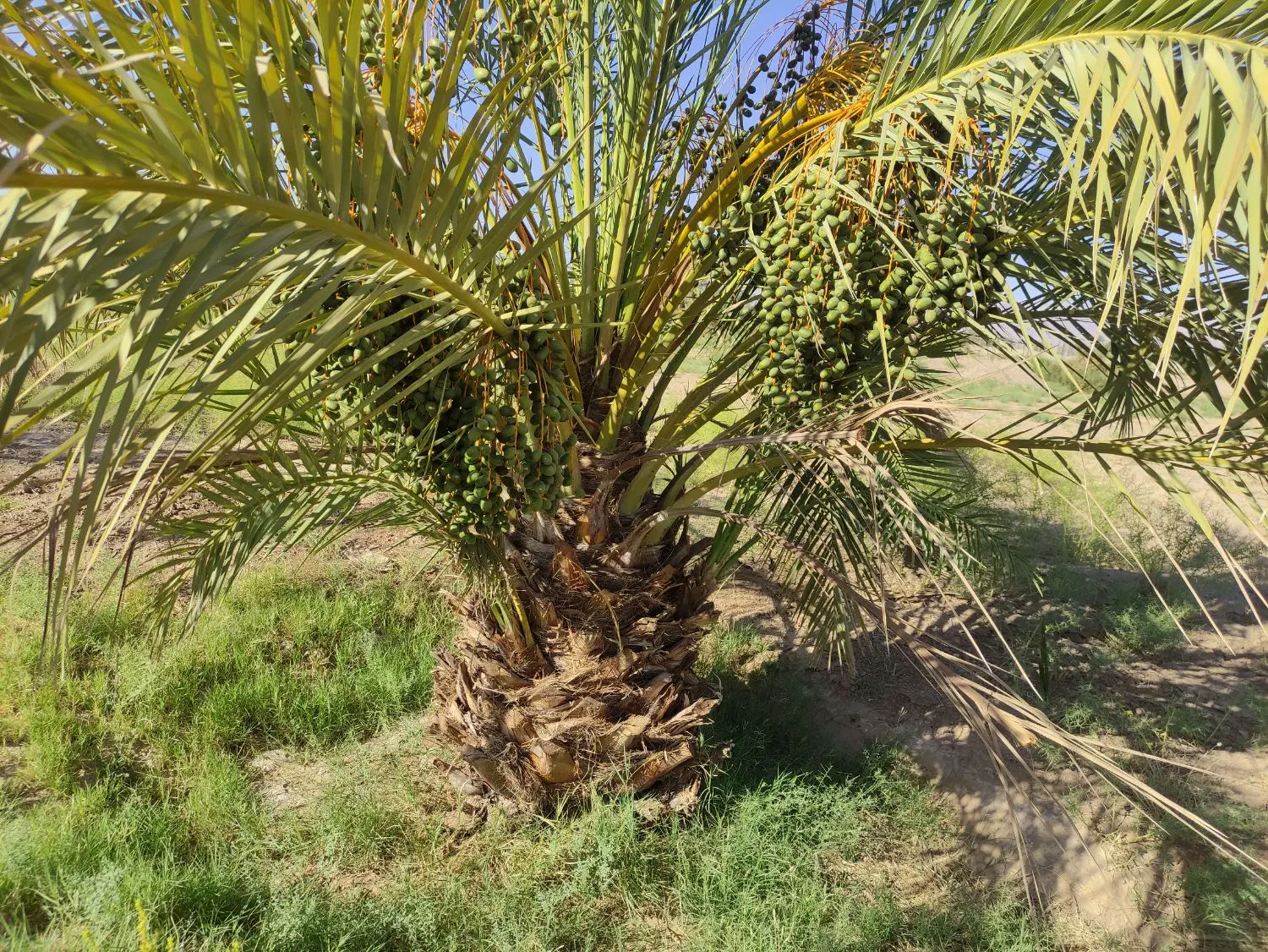 فروش باغ خرما در روستای جمز